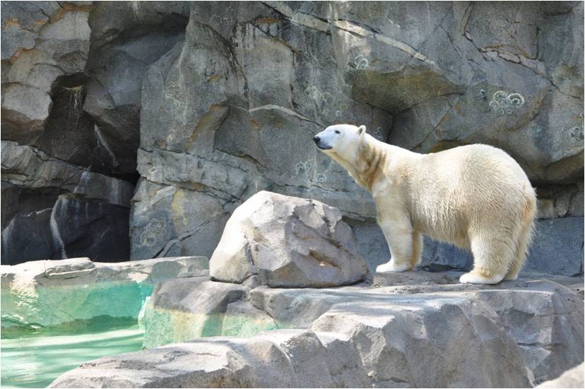 Photo d'un ours polaire dans un zoo,  avec un fond rocheux et un petit étang