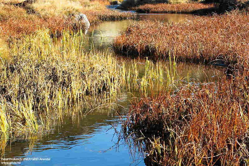 Photo of a wetland with colourful sedges  surrounding a waterway