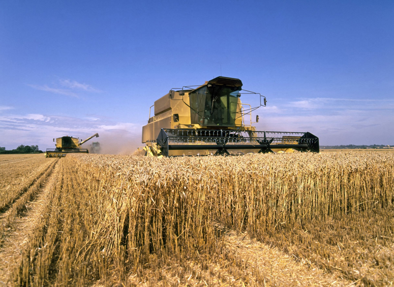 Photo of a large farm with two combines cutting a crop