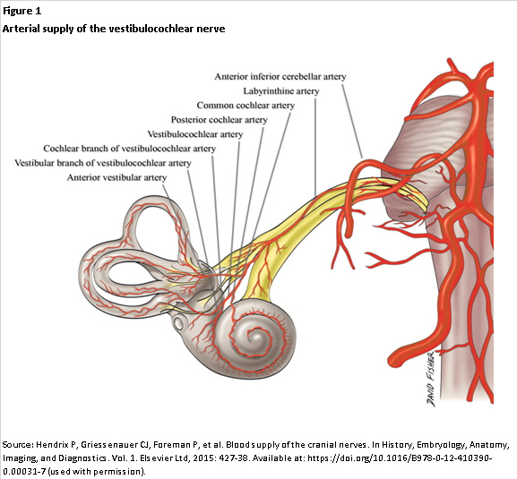 Arterial supply of the vestibulocochlear nerve