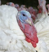 Turkey showing snood and wattle. Photo: OFAC Animal Agriculture Photograph Library