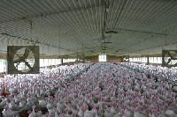 Large barns help to circulate fresh air within turkey barns. Photo: OFAC Animal Agriculture Photograph Library