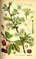 Planche botanique de la cerise aigre.