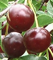 Sour cherries ripe for the picking. Photo: Dr. Bob Bors, University of Saskatchewan