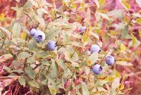 Blueberries. Photo: Lynda Kemp