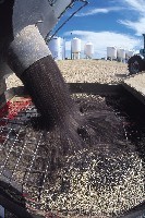 Seed bins with canola seeds flowing. Photo: Canola Council of Canada