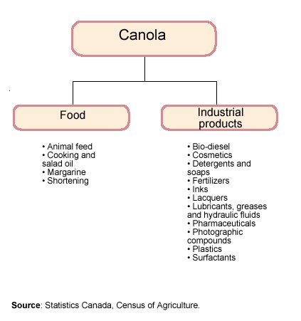 Figure 2 The many uses of canola