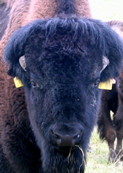 Bison wearing eartags. Photo: Norman Dorff