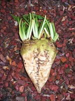 A sugar beet. Photo: Alberta Sugar Beet Growers