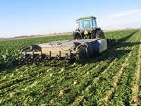 Topping the beets. Photo: Alberta Sugar Beet Growers