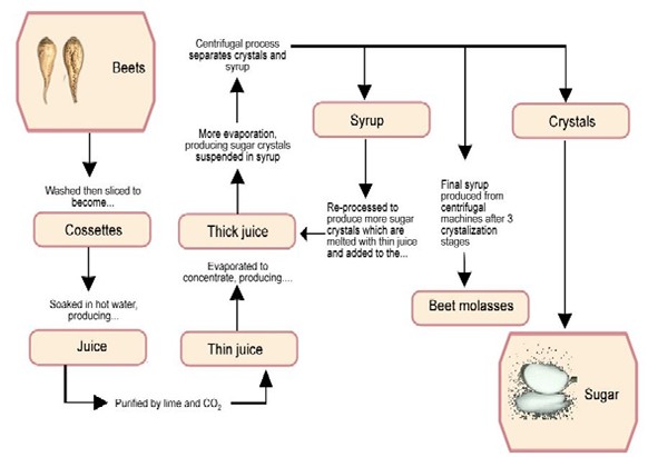 Figure 1 Processing sugar beets.