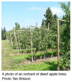 A photo of an orchard of dwarf apple trees. Photo: Yan Brisson
