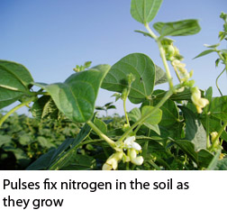 Pulses fix nitrogen in the soil as they grow