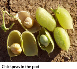 Chickpeas in the pod
