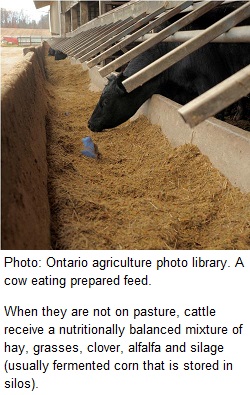 Ontario agriculture photo library. A cow eating prepared feed.