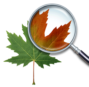 maple leaf and magnifying glass