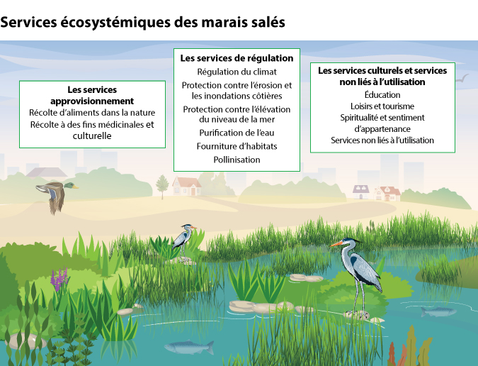 Figure 2 Services écosystémiques des marais salés