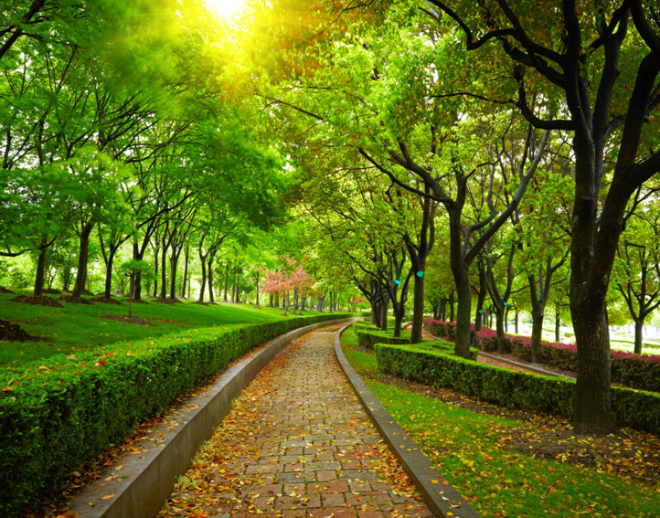 Photo d’un sentier de pierre bordé  d’herbe verte luxuriante, de haies et d’arbres