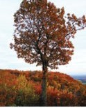 Gatineau Park in October by Pamela Moren